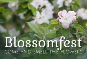 Blossomfest at the Taves Family Farms