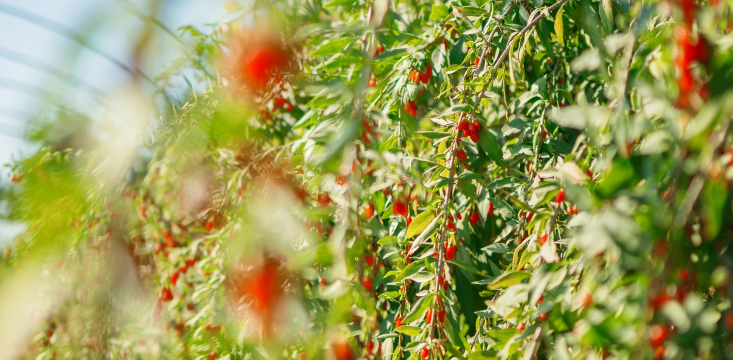 Goji Berries growing and ready for a good goji berry u-pick harvest from people between Vancouver and Abbotsford