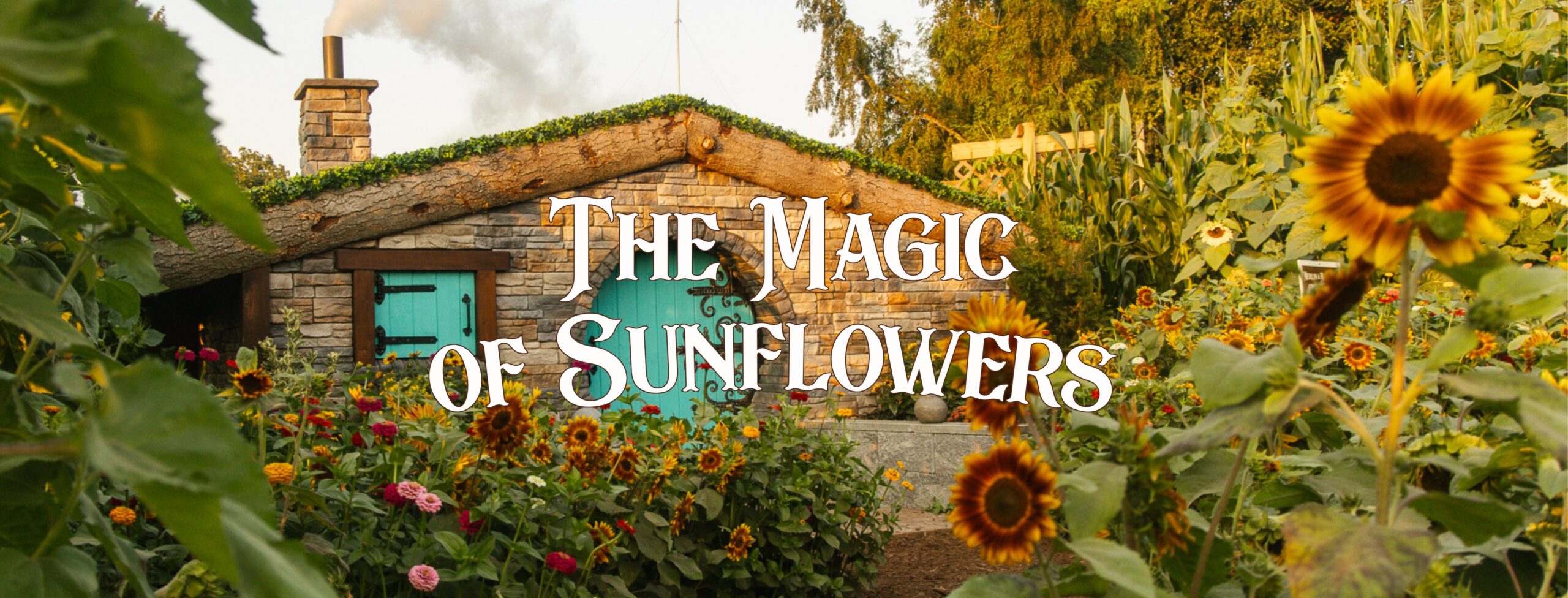 The Magic of Sunflowers Experience For People From Vancouver to Abbotsford
