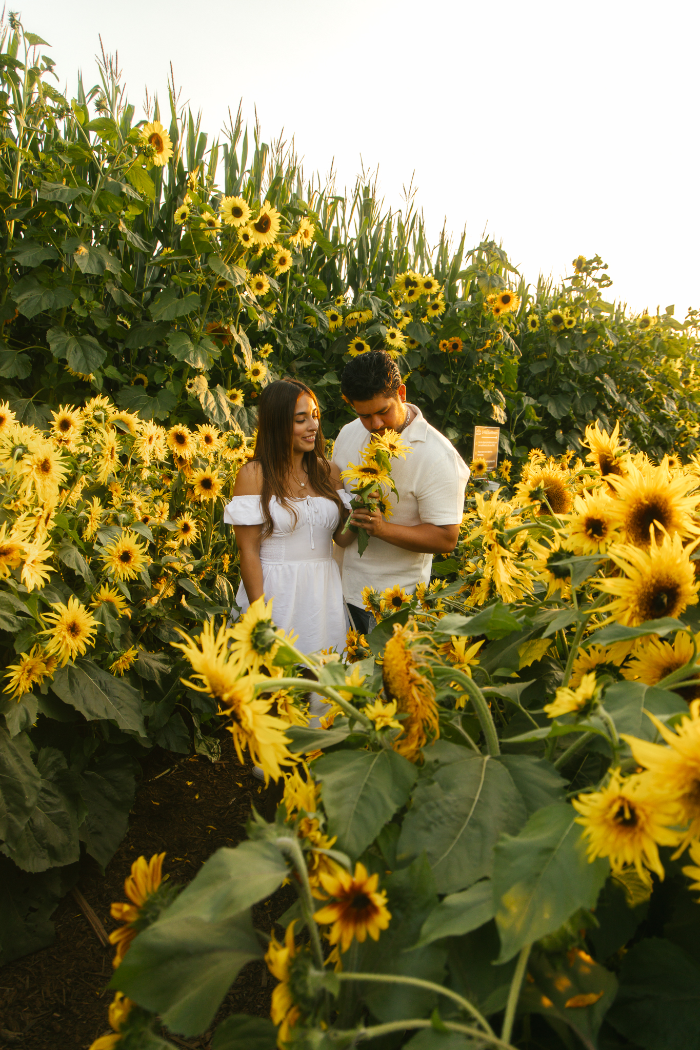 Girl sitting in Taves's Sunflower field at the farm surrounded by people from cities of Vancouver to Abbotsford