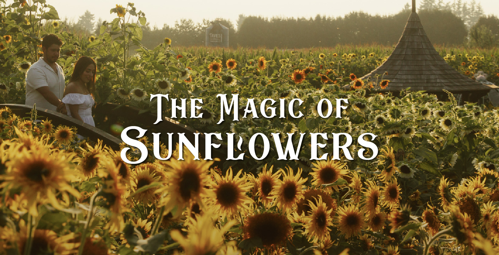 Magical Sunflower Garden - a sunflower garden in BC during the BC sunflower festival