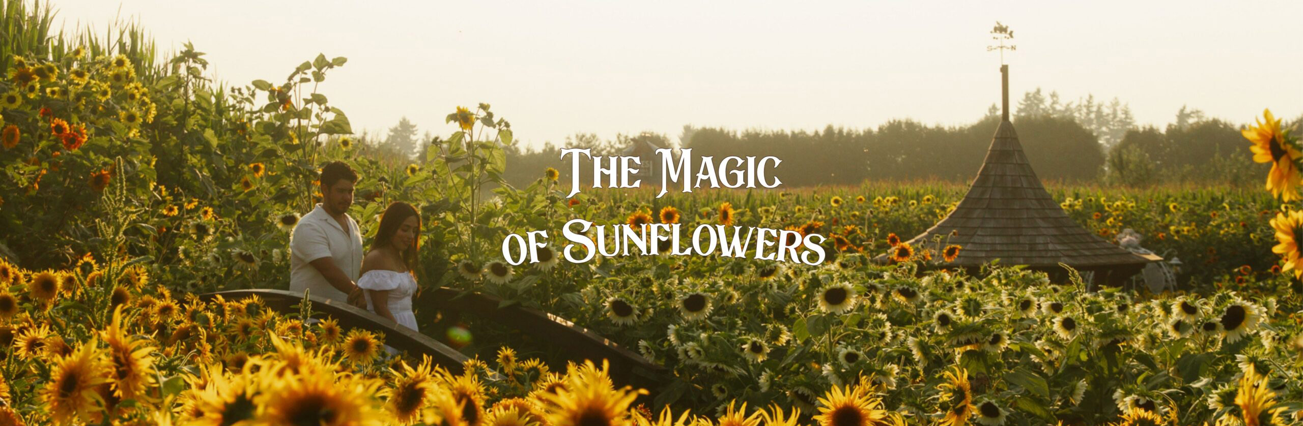 Magic of Sunflowers