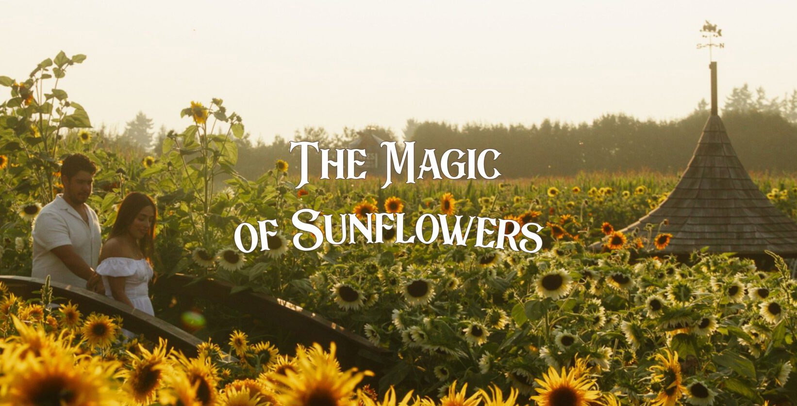 Magical Sunflower Garden - a sunflower garden in BC during the BC sunflower festival