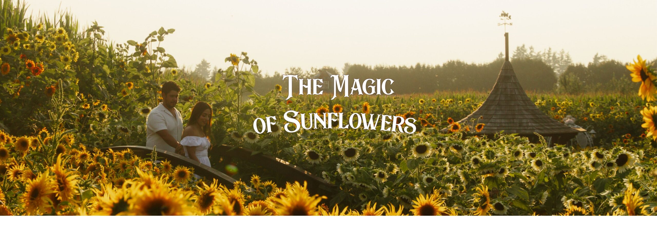 The Magic of Sunflowers Experience For People From Vancouver to Abbotsford