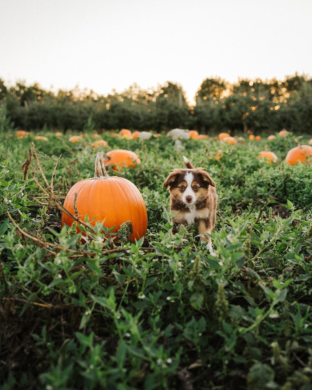 Puppy and Pumpkin